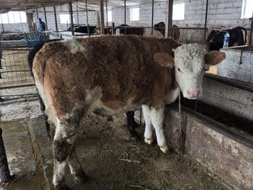 сазан живой: Продаю | Бык (самец), Тёлка | Швицкая, Бельгийская, Монбельярд | На откорм, Для разведения, Для молока | Племенные, Искусственник — 10