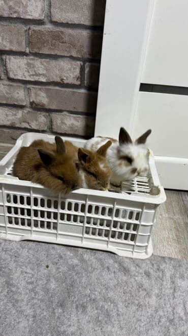 Шиншиллалар: Кролик с окрасом, сочетающим белый и светло-коричневый цвета. Обладает — 22