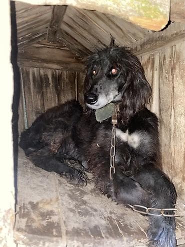 куда отдать кошку бишкек: Тайган, Более 5 лет, Самка, С прививкой — 4