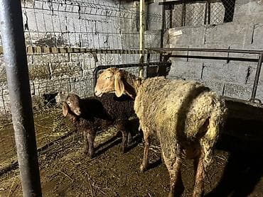 собака такса: Продаю | Овца (самка) | Для разведения | Матка — 1