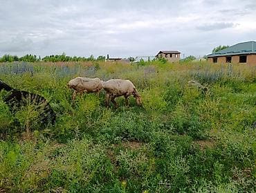 Животные: Продаю | Овца (самка) | Полукровка | На забой | Матка — 2