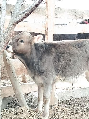 А/ч жаныбарларын сатам: Сатам | Музоо | Бордоп семиртүү үчүн — 2