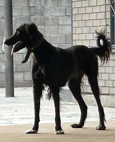 Услуги ветеринара: Порода: борзая, Тайган (тип салюки/другая восточная борзая). Окрас — 1