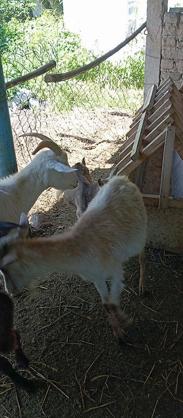 горный баран: Продаю | Коза (самка) | Для разведения — 3