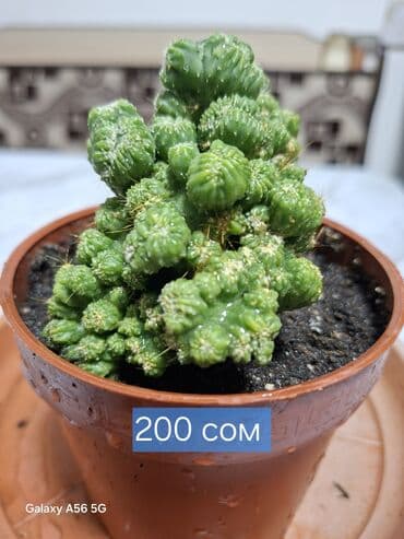 вазы для цветов бишкек: Продаю адениум — 3