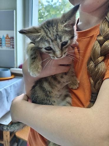 манчкин котенок: Кошка даром: Беспородная, Мальчик — 6