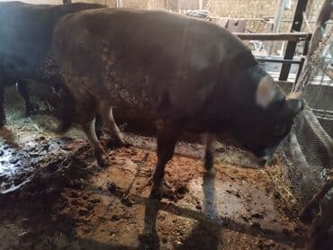 продаю домашние куры: Продаю | Бык (самец) | На забой | Привязанные — 3