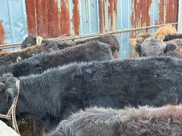 продам бу оборудование для птицефабрики: Продаю | Бык (самец) | Полукровка | На откорм | Искусственник — 4