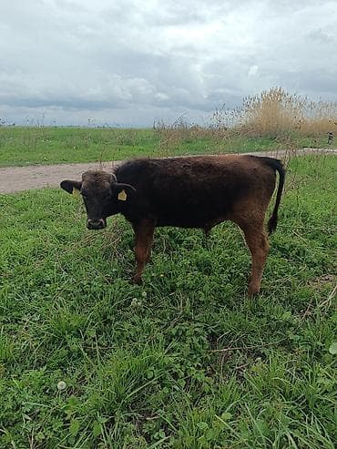 швиц теленок: Продаю | Музоо, торпок | Привязанные — 4