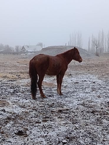 мейн кун кошки: Продаю | Кобыла (самка) | Рабочий | Мерин — 5