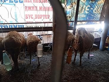 козу цена: Продаю | Баран (самец) | На забой — 4