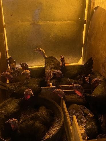 Продаю | Индюшка (самка), Инкубационные яйца | Для разведения