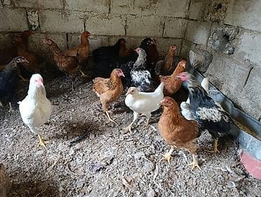 купить клетку для животных: Молодки циплята 4 месяца — 1