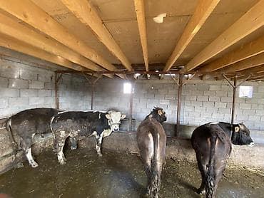 бычки телята: Продаю | Бык (самец) | На откорм — 2