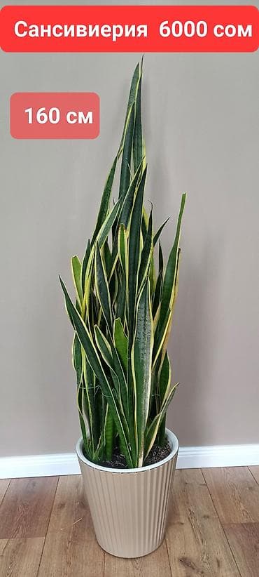 орхи: Комнатные растения в офис иди для больших домов. Все цены указаны на — 6