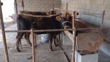 собаку в добрые руки: Продаю | Бык (самец) | На откорм | Привязанные — 2