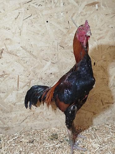 пшеница кормовая: Продаю | Куры — 5