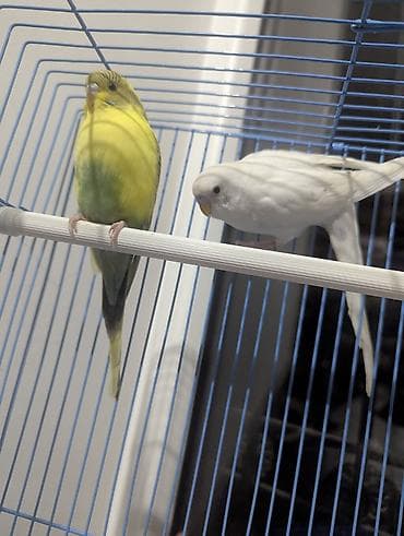 Волнистые попугаи с клеткой и аксессуарами. Комплектация: - Два