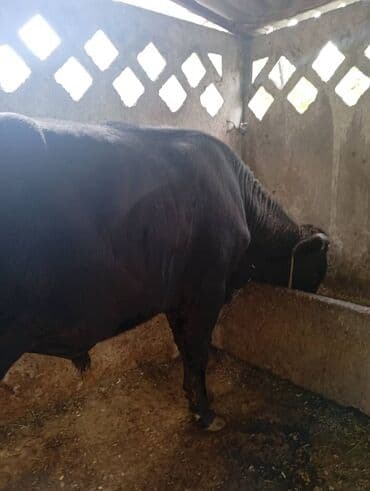 собака долматинец: Продаю | Бык (самец) | Для разведения — 1