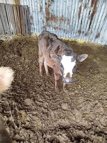 торпок басы: Сатам | Кунаажын | Аргын | Көбөйтүү үчүн — 1