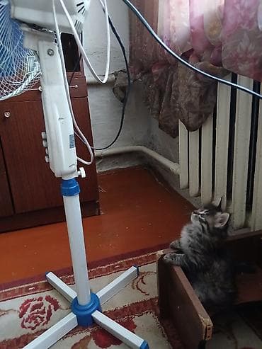 коты бесплатные: Кошка даром: Беспородная, 3 месяца, Девочка, Приучена к лотку, Проглистована — 4