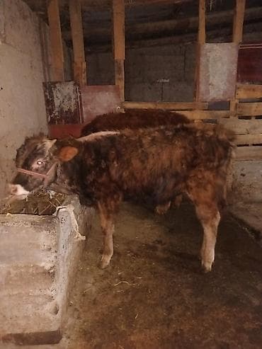 кожа крс: Продаю | Музоо, торпок | На откорм | Привязанные — 5