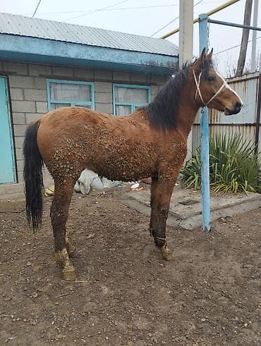 токмок лошади: Продаю | Кобыла (самка) | На забой | Племенные — 2