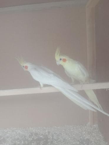 сколько стоят перепёлки: Нимфы (кореллы) светлых окрасов - Пара декоративных попугаев корелла — 2