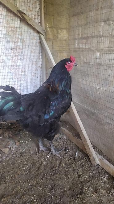 петухов: Продаю | Петух | Брама | Для разведения — 4
