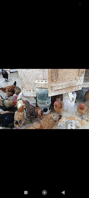 куры марьям бишкек: Продаю | Куры | Домашняя | На забой — 4