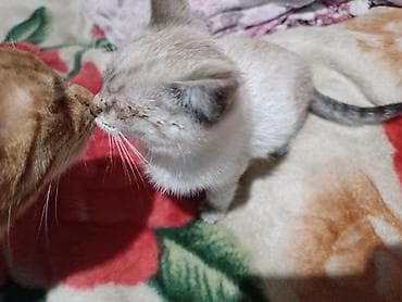 отдам даром котенка бишкек: Кошка даром: Сиамская, 1 месяц, Мальчик — 6
