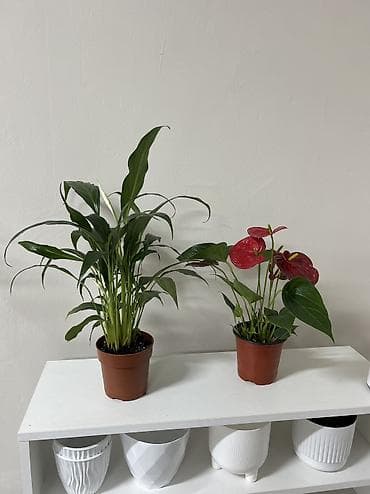 Комбонабор муж+ женское счастье 1000 сом,высота вместе с горшком 25-30 — 2