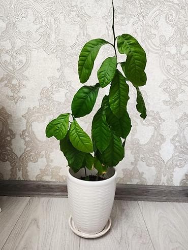 мирт растение: Комнатное растение — лавр благородный (Laurus nobilis) в керамическом — 1