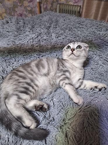 кошка бишкек: Шотландский вислоухий котёнок (Scottish Fold) - Окрас: серебристый — 2