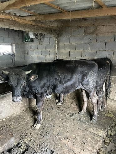 Продаю | Бык (самец) | Полукровка | На откорм | Привязанные