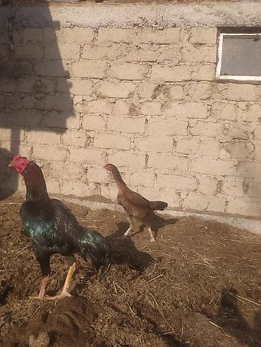 Услуги ветеринара: Продаю | Куры | Бойцовая | Для разведения — 3