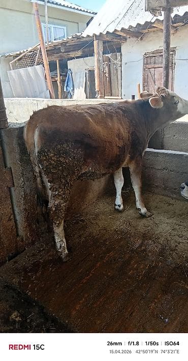 лабрадор черный цена: Продаю | Тёлка | На откорм | Привязанные — 3