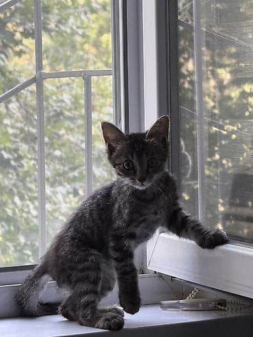 d cat: Кошка даром: Беспородная, 3 месяца, Мальчик, Проглистована — 3