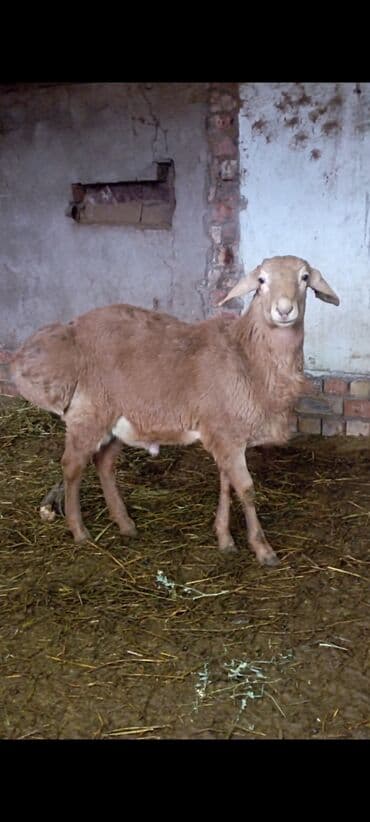 купить рыбу клоуна: Продаю | Ягненок, Баран (самец) | Арашан | Для разведения | Племенные, Осеменитель — 5