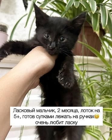 Отдам даром кошку: Кошка даром: Беспородная, Мальчик — 10