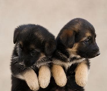 🐶 Продаются щенки-полунемцы! 🐶 Ищут заботливых хозяев очаровательные