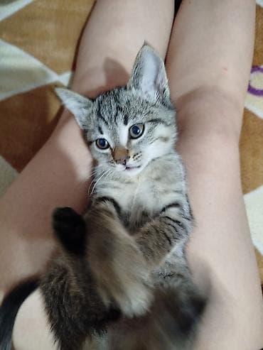 котята отдам в хорошие руки: Отдам котят в добрые и заботливые руки 🐾 5 очаровательных малышей: 2 — 3