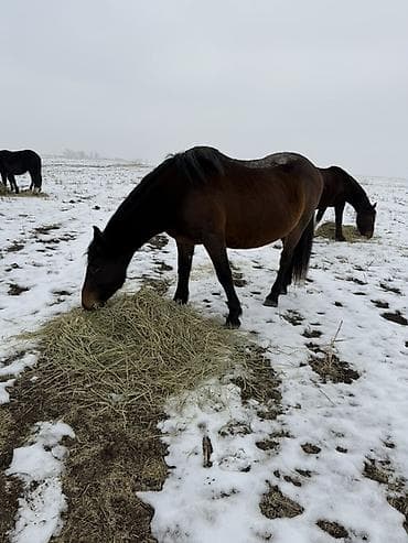 хаски собака цена: Продаю | Кобыла (самка) | Рабочий — 2