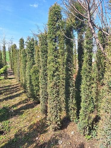 кругляк цена: Продаю хвойные у нас питомник. Мы находимся в сокулуке ⁰ — 3