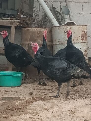 аппарат для дойки коров цена: Продаю | Индюк (самец) | На забой | Племенные — 2