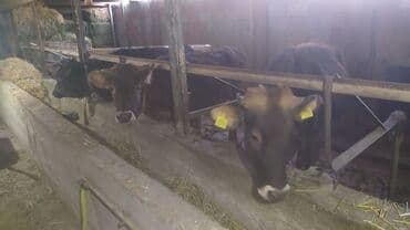 корм фарели: Сатам | Бука (эркек) | Бордоп семиртүү үчүн | Байланган — 1