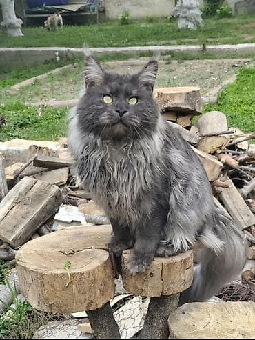 сиамский кошка: 🐾🐈Котята мейн-кун готовы к переезду! Отличный помёт с шикарными — 9