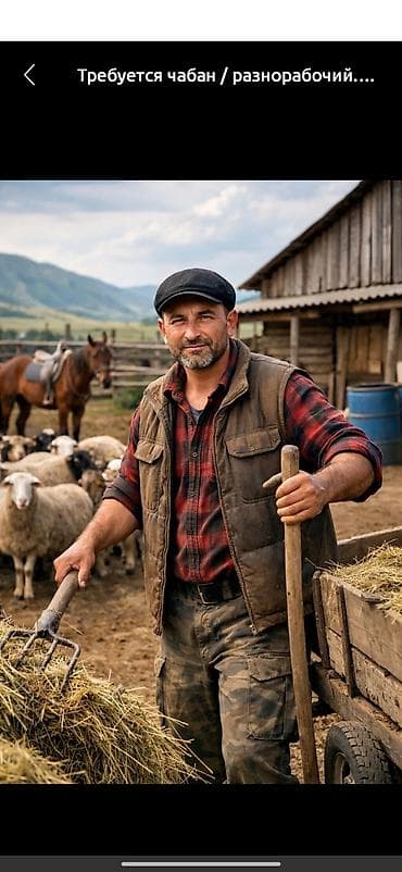 Вакансия: чабан керек/ разнорабочий на ферму Обязанности: - Уход за