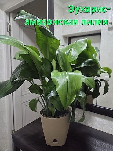 цветы из лент: Эпифиллум (кактус-эпифит) в комнатном горшке. - Крупное взрослое — 6