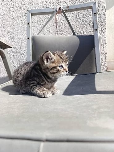 с теленком: 🐾 Шотландские прямоухие (Скотиш Стрейт) котята — нежные комочки — 3